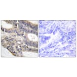 Immunohistochemistry - Anti-AS250 Antibody (C12064) - Antibodies.com