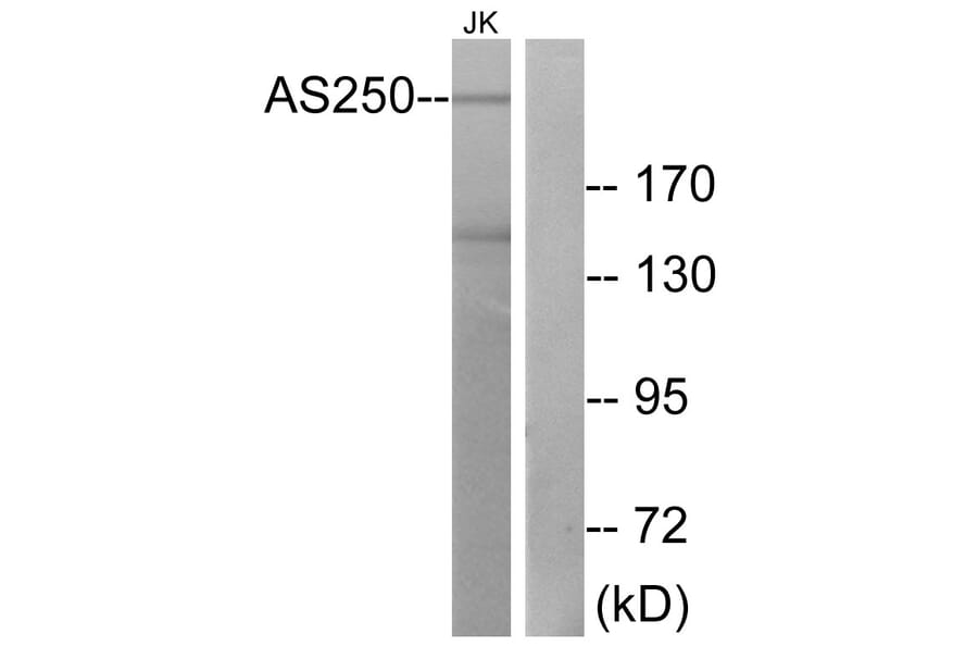 Western Blot - Anti-AS250 Antibody (C12064) - Antibodies.com