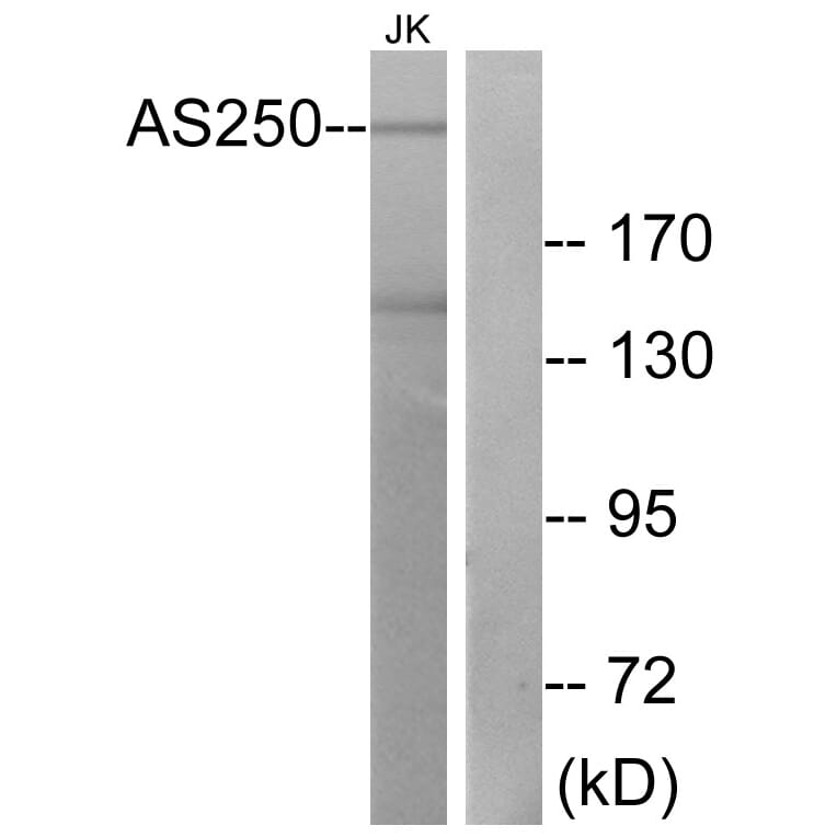 Western Blot - Anti-AS250 Antibody (C12064) - Antibodies.com