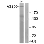 Western Blot - Anti-AS250 Antibody (C12064) - Antibodies.com