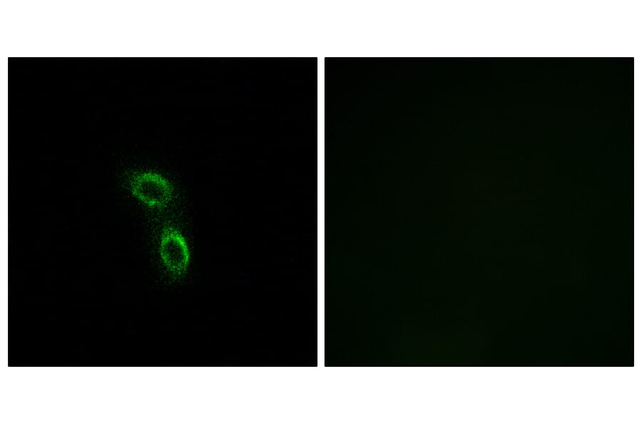 Immunofluorescence - Anti-ARMC6 Antibody (C14562) - Antibodies.com