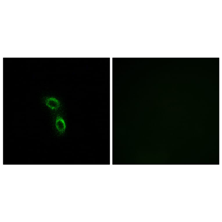 Immunofluorescence - Anti-ARMC6 Antibody (C14562) - Antibodies.com