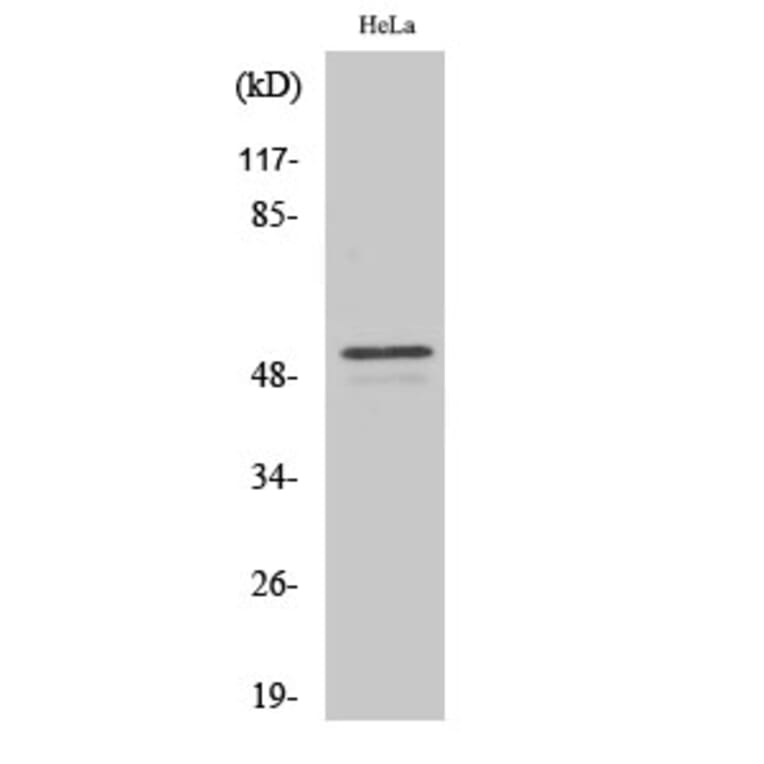 Western Blot - Anti-ARMC6 Antibody (C14562) - Antibodies.com