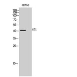 Western Blot - Anti-AGTR1 Antibody (G212) - Antibodies.com