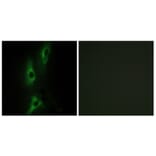 Immunofluorescence - Anti-ADRB2 Antibody (C12044) - Antibodies.com