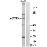 Western Blot - Anti-ADCK4 Antibody (C11484) - Antibodies.com