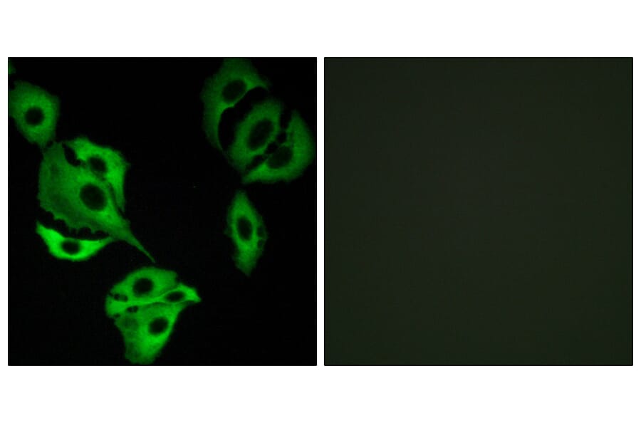 Immunofluorescence - Anti-ADCK4 Antibody (C11484) - Antibodies.com