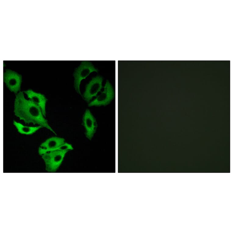 Immunofluorescence - Anti-ADCK4 Antibody (C11484) - Antibodies.com