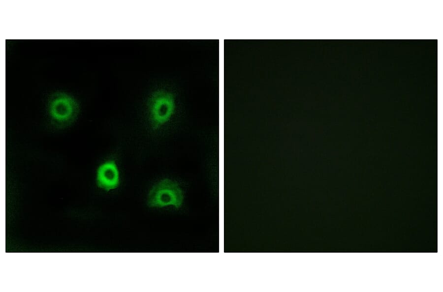 Immunofluorescence - Anti-ABHD6 Antibody (C14218) - Antibodies.com