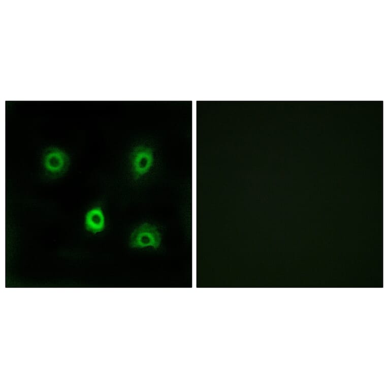 Immunofluorescence - Anti-ABHD6 Antibody (C14218) - Antibodies.com