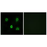 Immunofluorescence - Anti-ABHD6 Antibody (C14218) - Antibodies.com