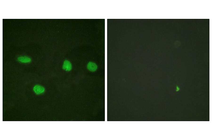 Immunofluorescence - Anti-53BP1 Antibody (B0760) - Antibodies.com