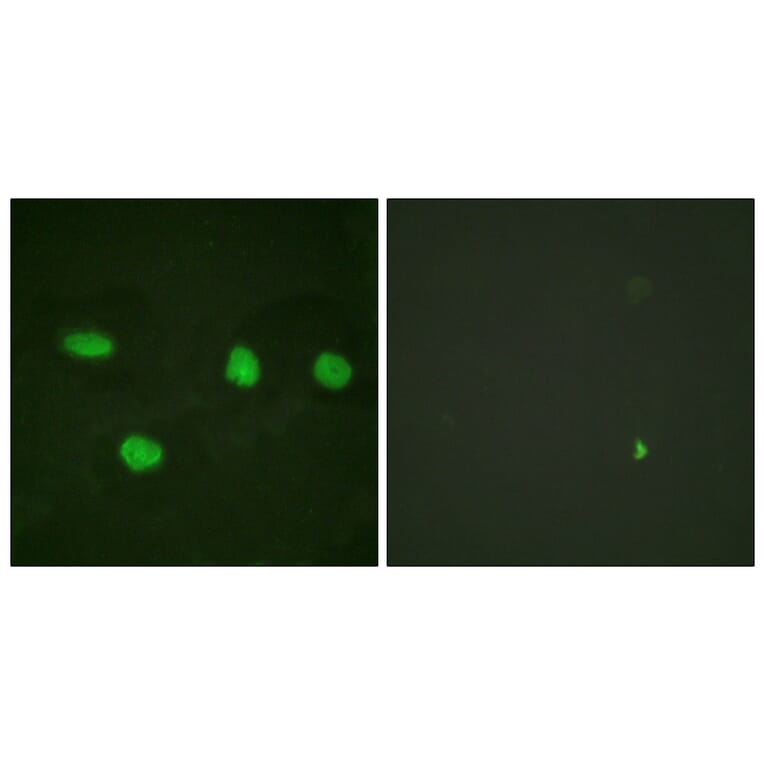 Immunofluorescence - Anti-53BP1 Antibody (B0760) - Antibodies.com