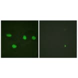 Immunofluorescence - Anti-53BP1 Antibody (B0760) - Antibodies.com