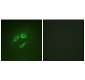 Immunofluorescence - Anti-SEK1 Antibody (B1122) - Antibodies.com