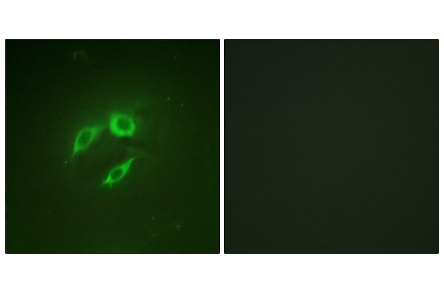 Immunofluorescence - Anti-SEK1 Antibody (B1122) - Antibodies.com