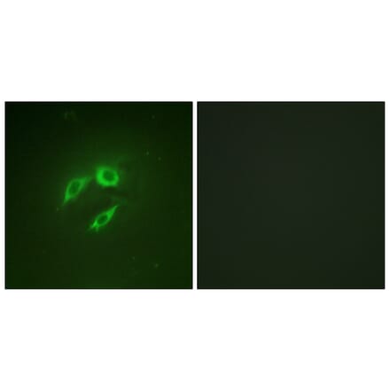 Immunofluorescence - Anti-SEK1 Antibody (B1122) - Antibodies.com