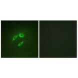 Immunofluorescence - Anti-SEK1 Antibody (B1122) - Antibodies.com