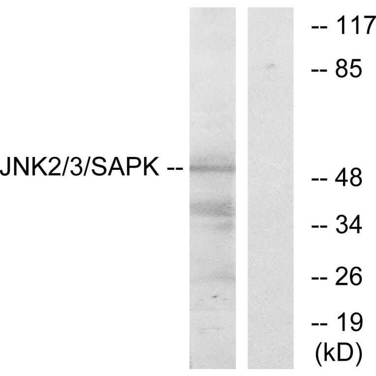 Western Blot - Anti-SAPK Antibody (B7129) - Antibodies.com