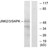 Western Blot - Anti-SAPK Antibody (B7129) - Antibodies.com