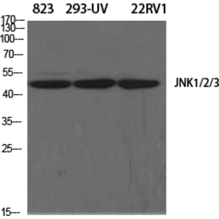 Immunohistochemistry - Anti-SAPK Antibody (B7129) - Antibodies.com