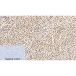 Immunohistochemistry - Anti-SAPK Antibody (B7129) - Antibodies.com
