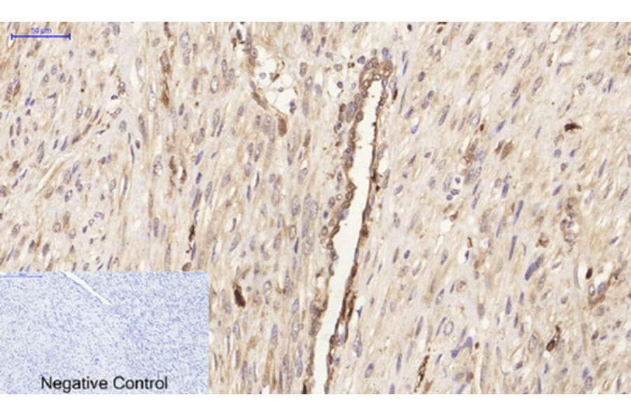 Immunofluorescence - Anti-SAPK Antibody (B7129) - Antibodies.com