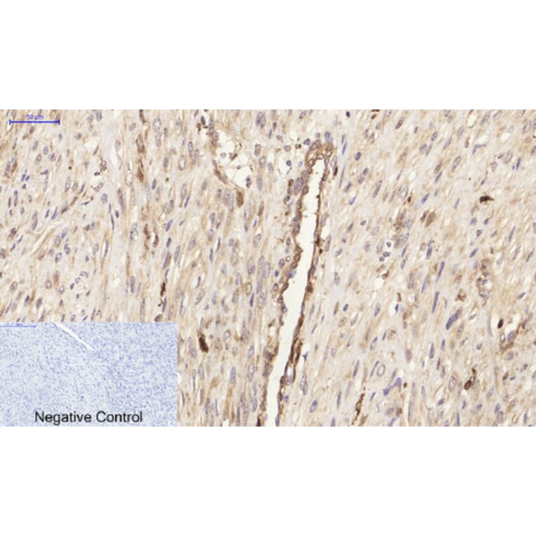 Immunofluorescence - Anti-SAPK Antibody (B7129) - Antibodies.com