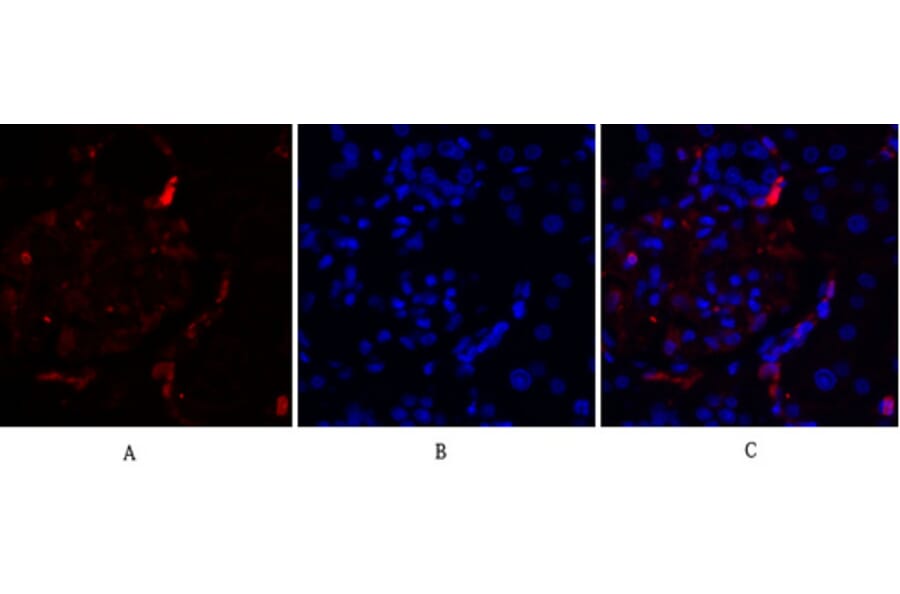 Immunofluorescence - Anti-SAPK Antibody (B7129) - Antibodies.com