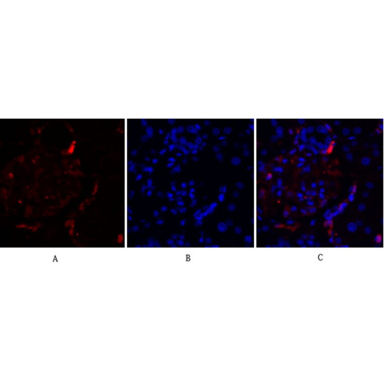 Immunofluorescence - Anti-SAPK Antibody (B7129) - Antibodies.com