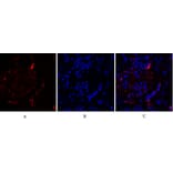 Immunofluorescence - Anti-SAPK Antibody (B7129) - Antibodies.com
