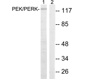 Western Blot - Anti-PERK Antibody (B8168) - Antibodies.com