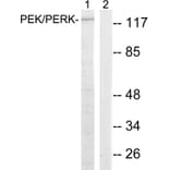 Western Blot - Anti-PERK Antibody (B8168) - Antibodies.com