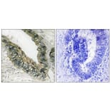Immunohistochemistry - Anti-PERK Antibody (B8168) - Antibodies.com