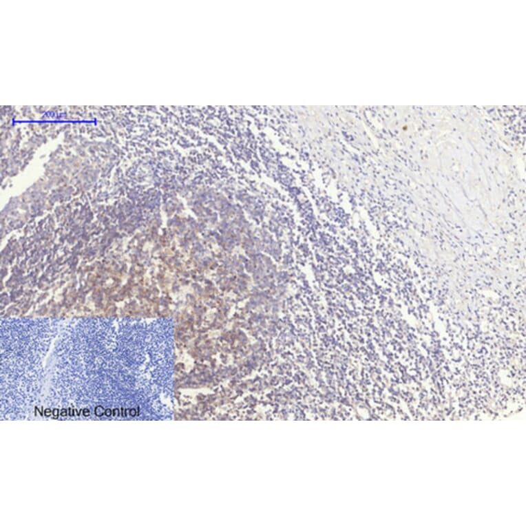 Immunohistochemistry - Anti-PERK Antibody (B8168) - Antibodies.com