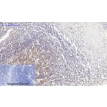 Immunohistochemistry - Anti-PERK Antibody (B8168) - Antibodies.com
