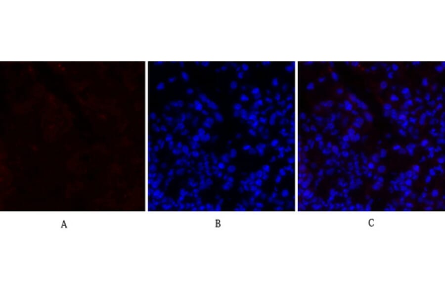 Immunofluorescence - Anti-PERK Antibody (B8168) - Antibodies.com
