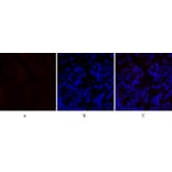 Immunofluorescence - Anti-PERK Antibody (B8168) - Antibodies.com