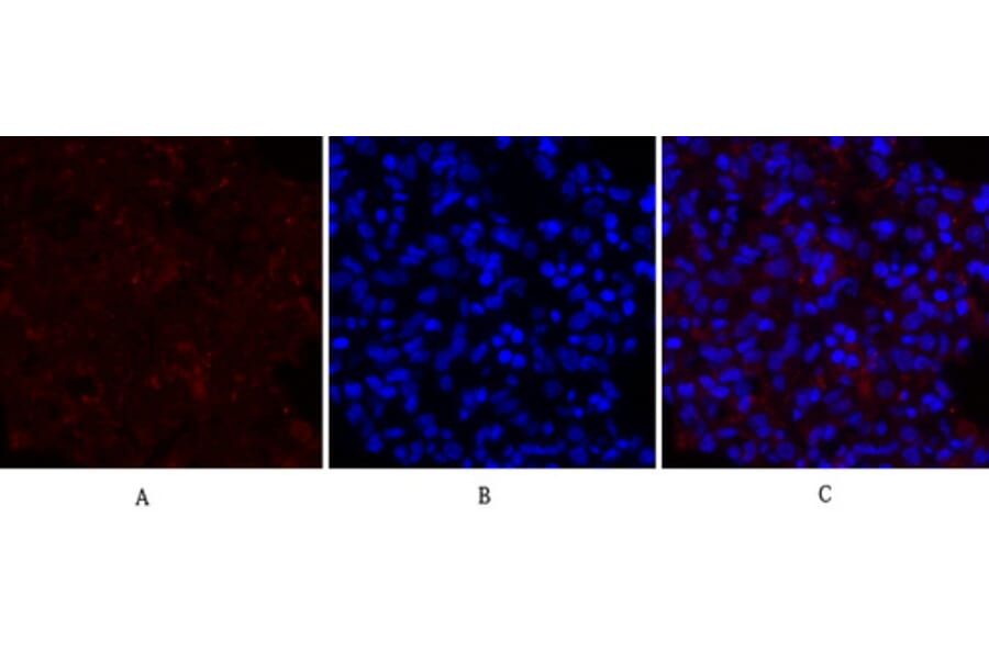 Immunofluorescence - Anti-PERK Antibody (B8168) - Antibodies.com