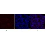 Immunofluorescence - Anti-PERK Antibody (B8168) - Antibodies.com