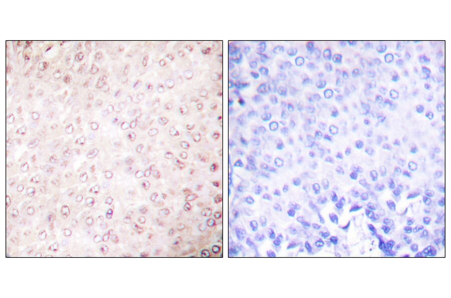 Immunohistochemistry - Anti-p300 Antibody (C0290) - Antibodies.com