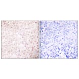 Immunohistochemistry - Anti-p300 Antibody (C0290) - Antibodies.com