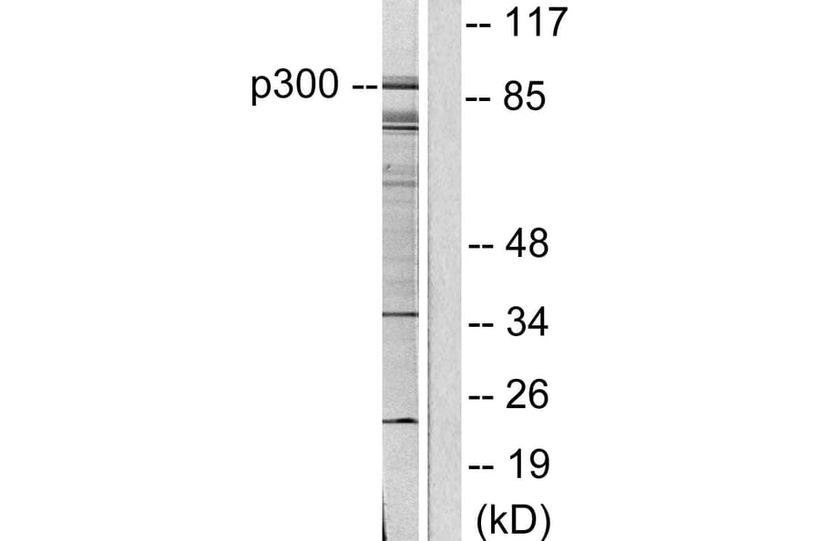 Western Blot - Anti-p300 Antibody (C0290) - Antibodies.com