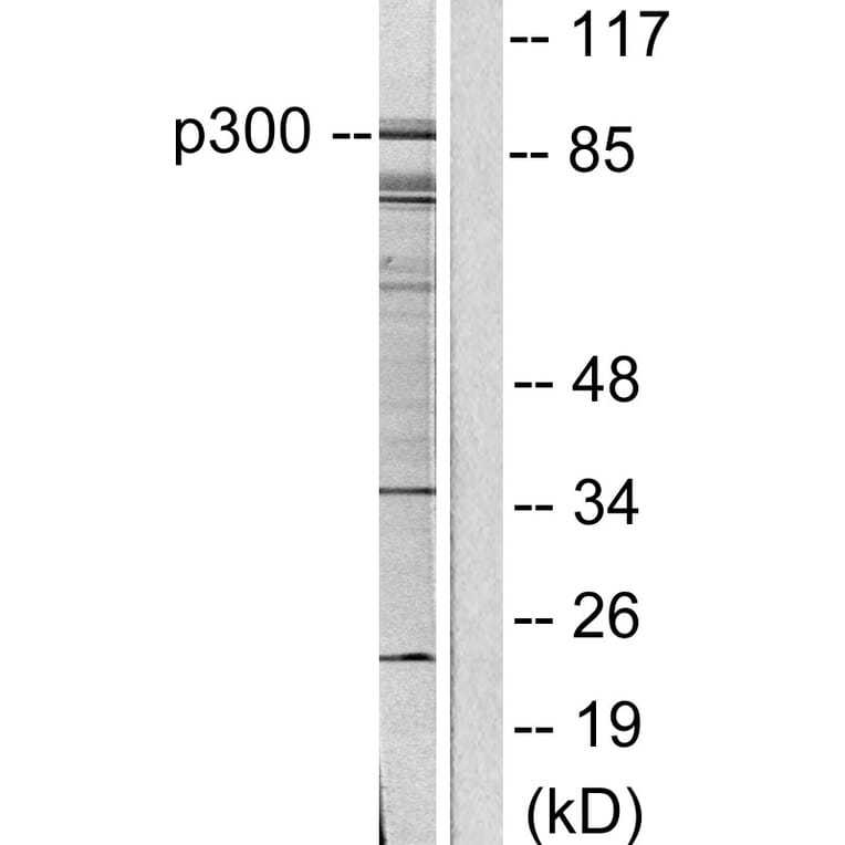 Western Blot - Anti-p300 Antibody (C0290) - Antibodies.com