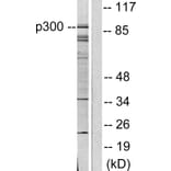 Western Blot - Anti-p300 Antibody (C0290) - Antibodies.com