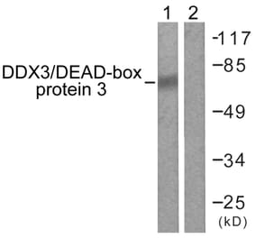 Western Blot - Anti-DDX3 Antibody (B0902) - Antibodies.com