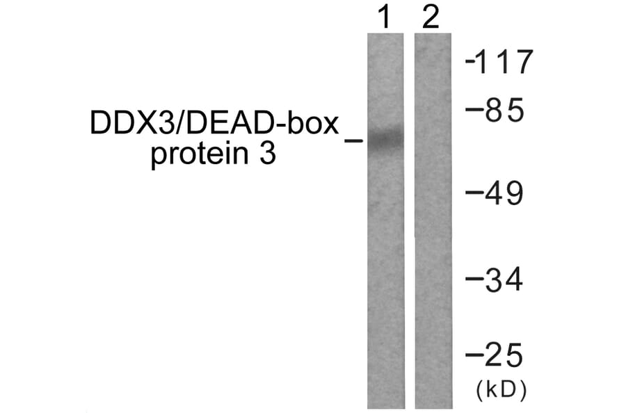 Western Blot - Anti-DDX3 Antibody (B0902) - Antibodies.com