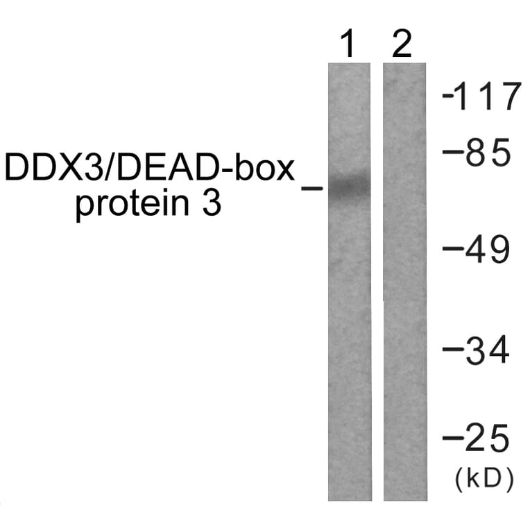 Western Blot - Anti-DDX3 Antibody (B0902) - Antibodies.com