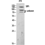 Western Blot - Anti-ZEB2 Antibody (C10133) - Antibodies.com