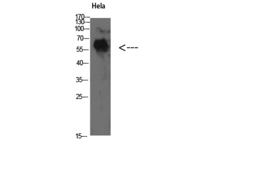 Western Blot - Anti-YARS Antibody (C30881) - Antibodies.com
